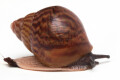 Achatina achatina achatina Ghana typ 1e juvenil